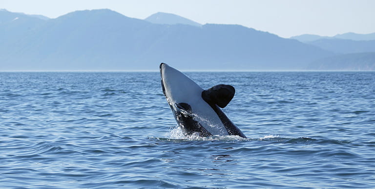 Orca, Killer Whale in the sea